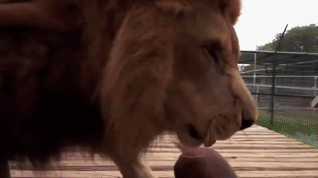 manuelpina dog lion dachshund big cat GIF