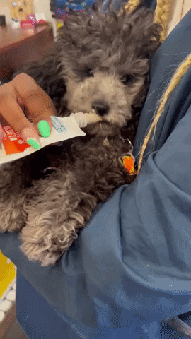 Dog Treats GIF by SchoolForTheDogs