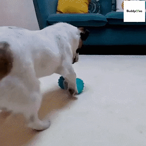 Animated GIF