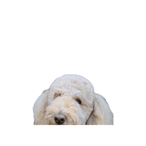 Standard Poodle Sticker by doodlepro