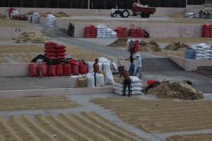 pandascoffee guatemala bella vista GIF