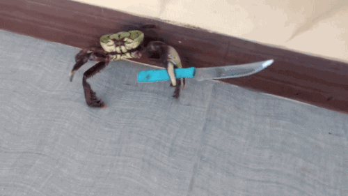 Knife Crab GIF - Find & Share on GIPHY
