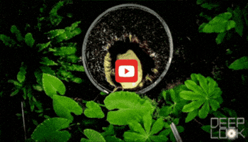 GIF by KQEDScience