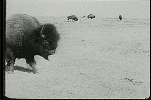 bison cmhgif GIF by Canadian Museum of History