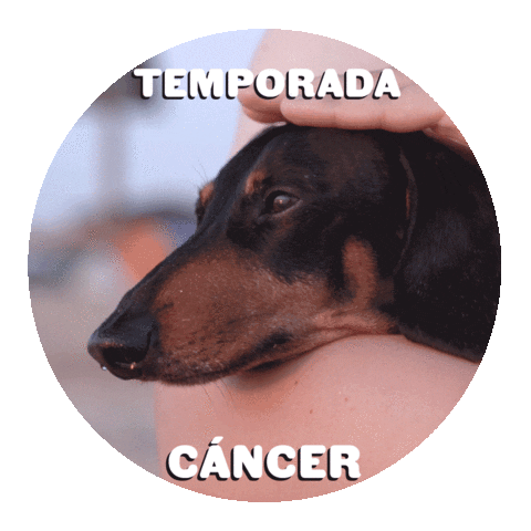 Dogs Cancer Sticker by Sealed With A GIF