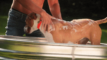 Dogs GIF