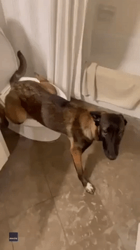 Potty-Trained Dog Reenacts Cult 'Meet the Parents' Scene