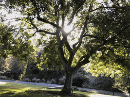 Sun Tree GIF by UC Davis