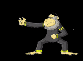 iggoyelfitra monkey ape macaca minang GIF