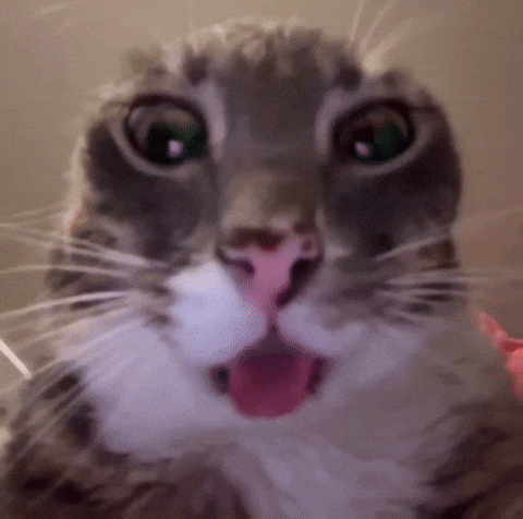 Cat Stare GIF
