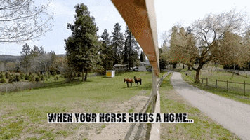 Real Estate Horses GIF by Local Marketing Plus
