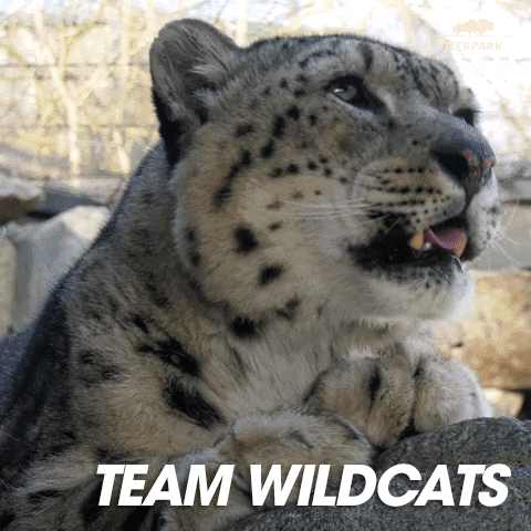 Wildcats GIF by RPA_Advertising