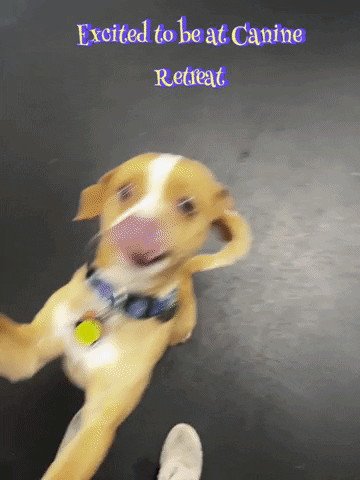 Excited To Be At Canine Retreat GIF by CanineRetreat_CA