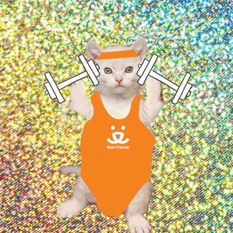 Cat Fitness Sticker by Share It Again for iOS & Android, GIPHY