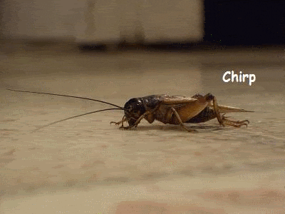 Image result for crickets gif