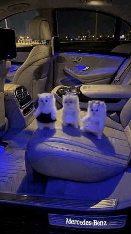 Car Dancing GIF