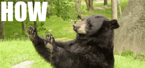 the hunger games bear gif GIF - the hunger games bear gif GIF