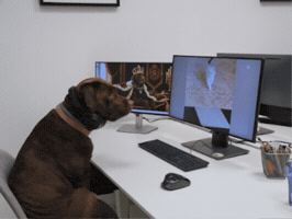 Cat Dog GIF by klar Werbeagentur GmbH