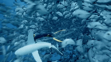 GiantSquidStudios ocean fish sea shark GIF