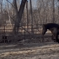 Horse Leaps for Joy When he Sees New Play Ball