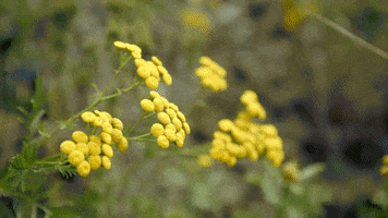 Yellow Flowers Tansy Flower GIF by Young Living Essential Oils