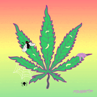 Fox Weed GIF by Animation Domination High-Def