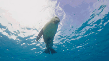 sea lion australia GIF