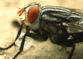 house fly GIF