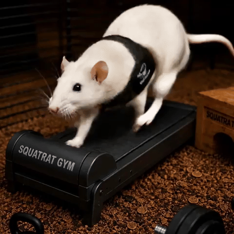 SQUATRAT GIF