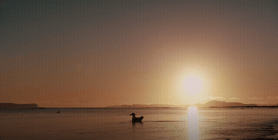 Beach Ocean GIF