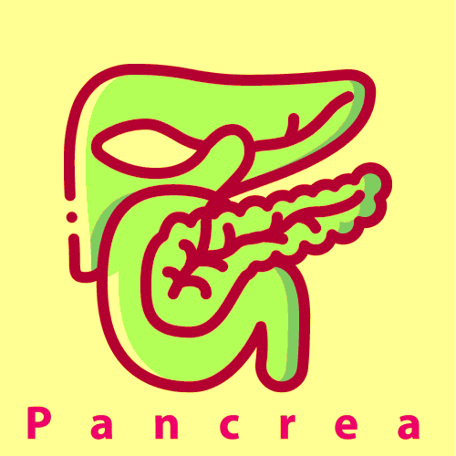 Pancreas GIF
