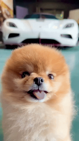 hrhchewy huh cute dog pomeranian cute puppy GIF