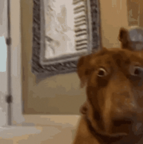 Shocked GIF
