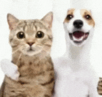 Friends Amigos GIF