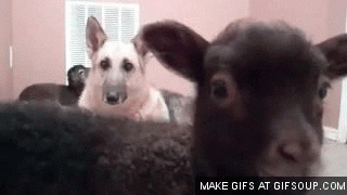 Video gif. Black sheep bleat at us. Behind the sheep is a German shepherd dog that looks around, and there is another black sheep behind the dog.