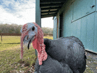 Turkey Turkey GIFs - Find & Share on GIPHY