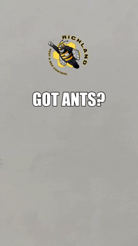 Bugs Ant GIF by Richland Pest & Bee Control