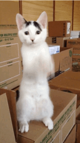 cat standing GIF