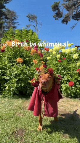 Whimsy Vizsla GIF