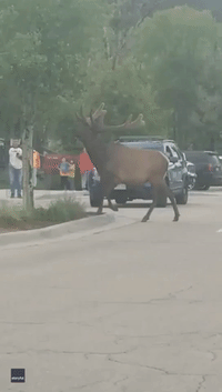 Law Enforcement Officials Direct Traffic Around Elk in Colorado