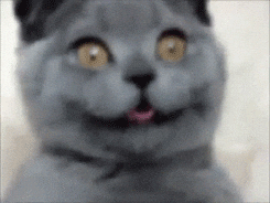 giphy.gif?cid=19f5b51a5d029d455a4a48526f