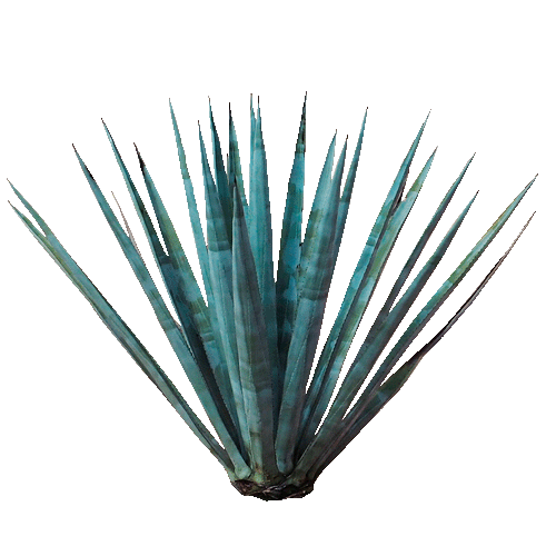 senorio.mezcal Sticker