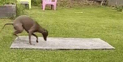 Dog GIF
