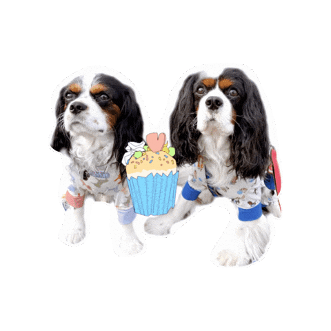 Birthday Cavalierkingcharlesspaniel Sticker