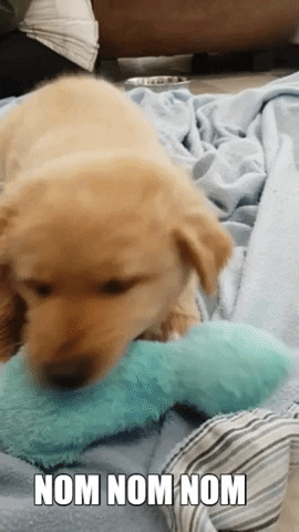 Dog Puppy GIF by Laurentian University