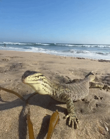 Beach Vibing GIF