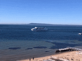 Sea Life Australia GIF by Searoad Ferries