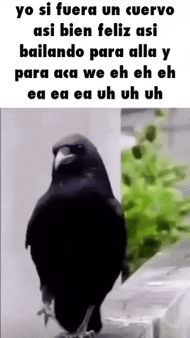 Dance Baile GIF