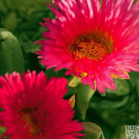 Blooming Andrew Scott GIF by BBC America