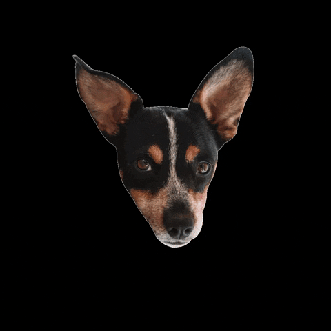 Dog Puppy GIF by SGA Toyota
